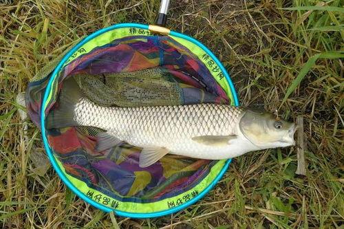 草鱼散炮爆料视频教程,跟随视频教程轻松学会 第3张 草鱼散炮爆料视频教程,跟随视频教程轻松学会 第3张